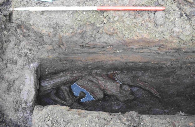 In situ wood discovered in a ditch surrounding a Roman fortlet in Bearsden, Scotland, March 25, 2026.