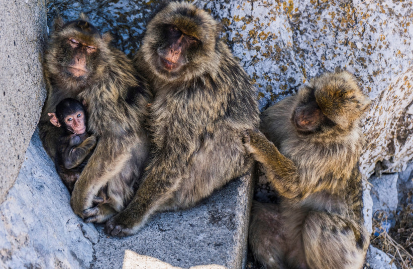 MACAQUES SIT together with an infant at the Rock in the British overseas territory of Gibraltar, July 27, 2019.