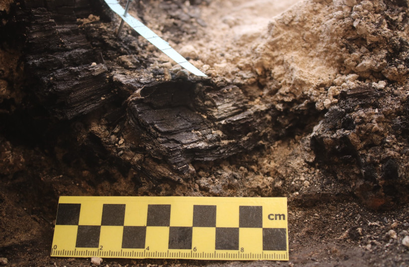 The growth rings of the wooden beams discovered in the City of David, July 20, 2026. (credit: Efrat Bocher)