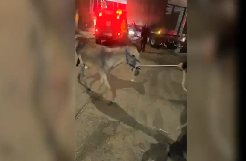 Israeli security forces rescue a donkey from the back of a private vehicle on July 21, 2026.