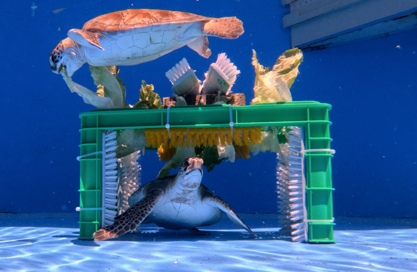 Ran (top) and Nidal (bottom), two young green sea turtles, during breakfast in the rehabilitation pool at the Sea Turtle Rescue Center.