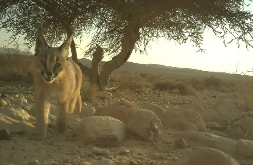 For them, our presence is a disturbance. The desert caracal.