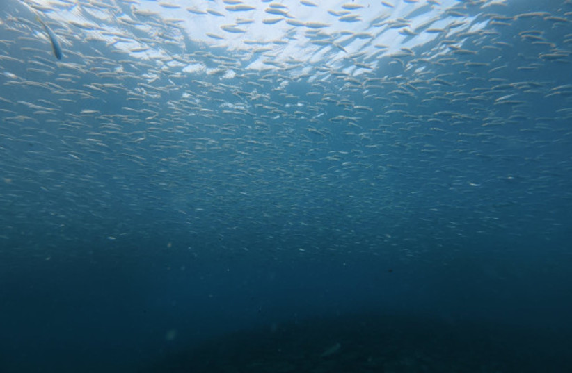 Schools of small fish off the coast of Israel.