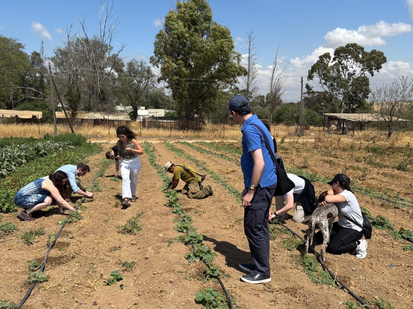 Participants of the Board of Deputies Under 35s Assembly group volunteer on Kibbutz Mefalsim during a visit to Israel last year.  (photo credit: Noah Katz)