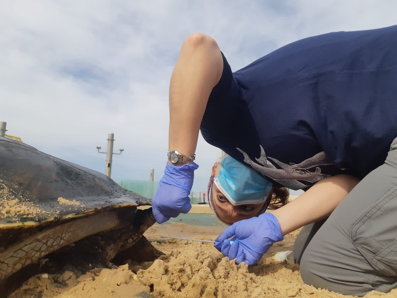 Researchers inspect sea turtles for their study. (photo credit: DR. YANIV LEVY)