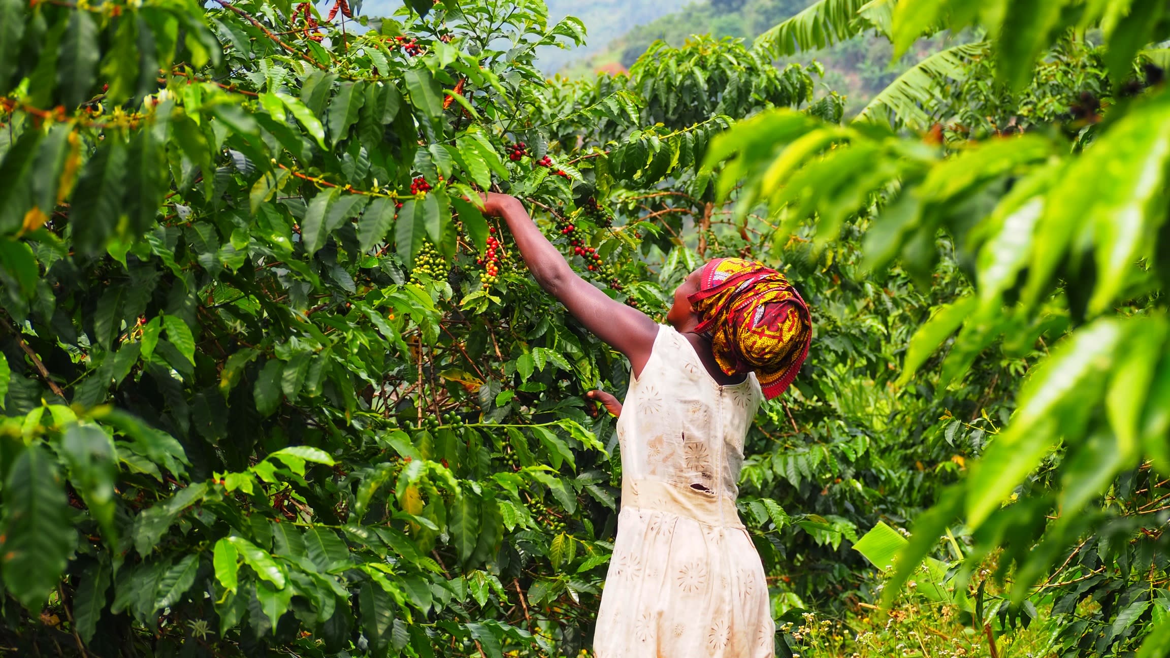 Harvesting coffee cherries that contain the coffee beans used to make coffee. (photo credit: Beth Rowland)