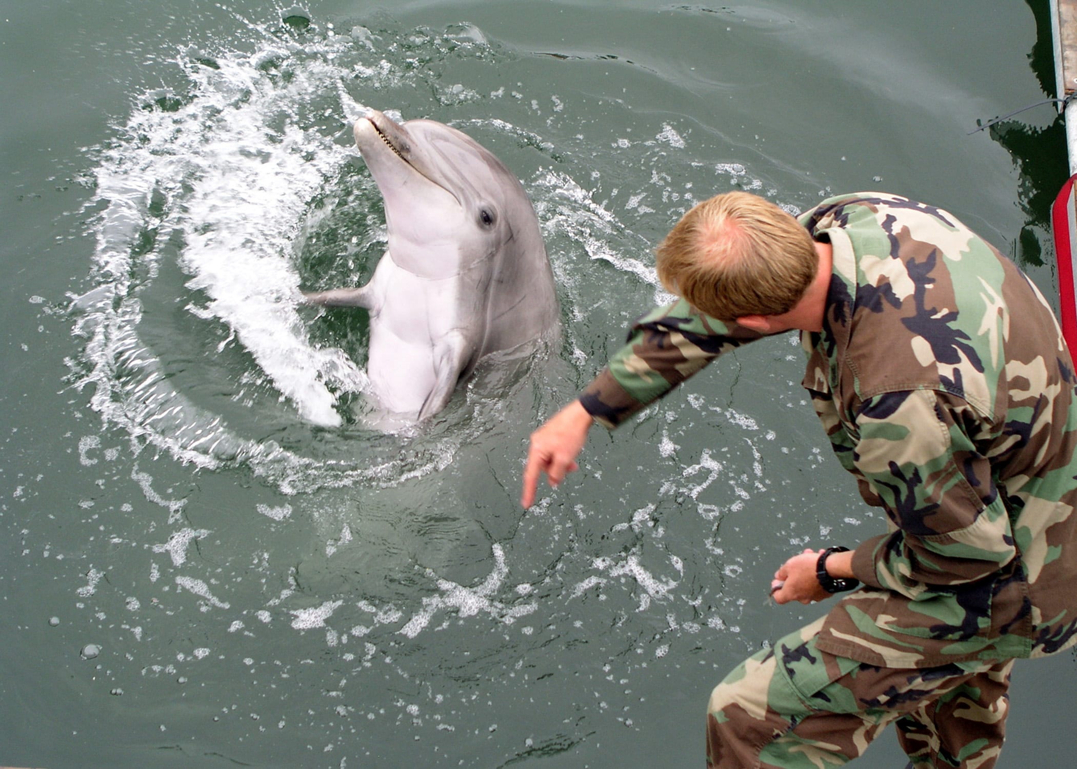 A bottlenose dolphin responding to its trainer