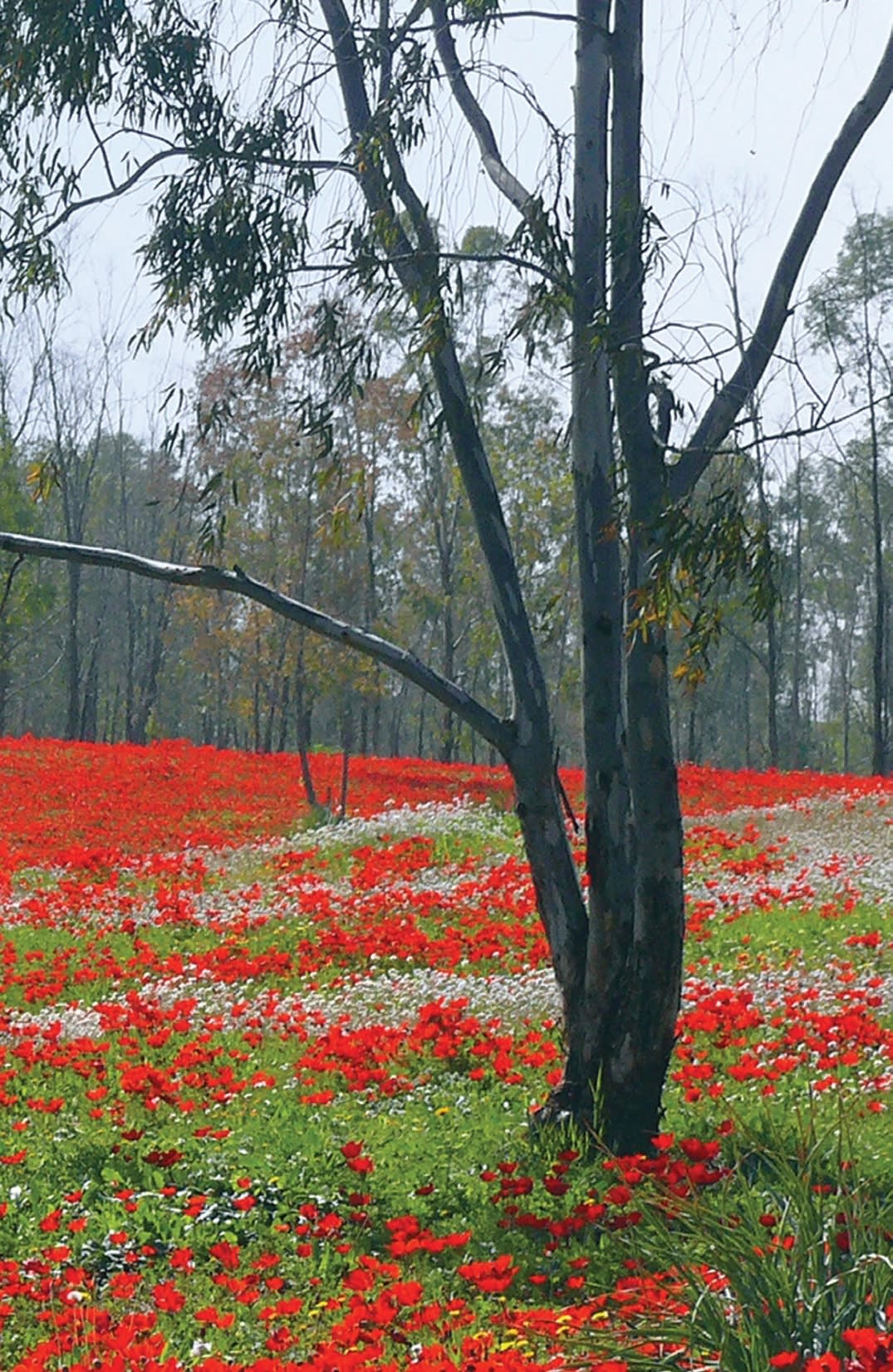 Gathering Aliyah blooms