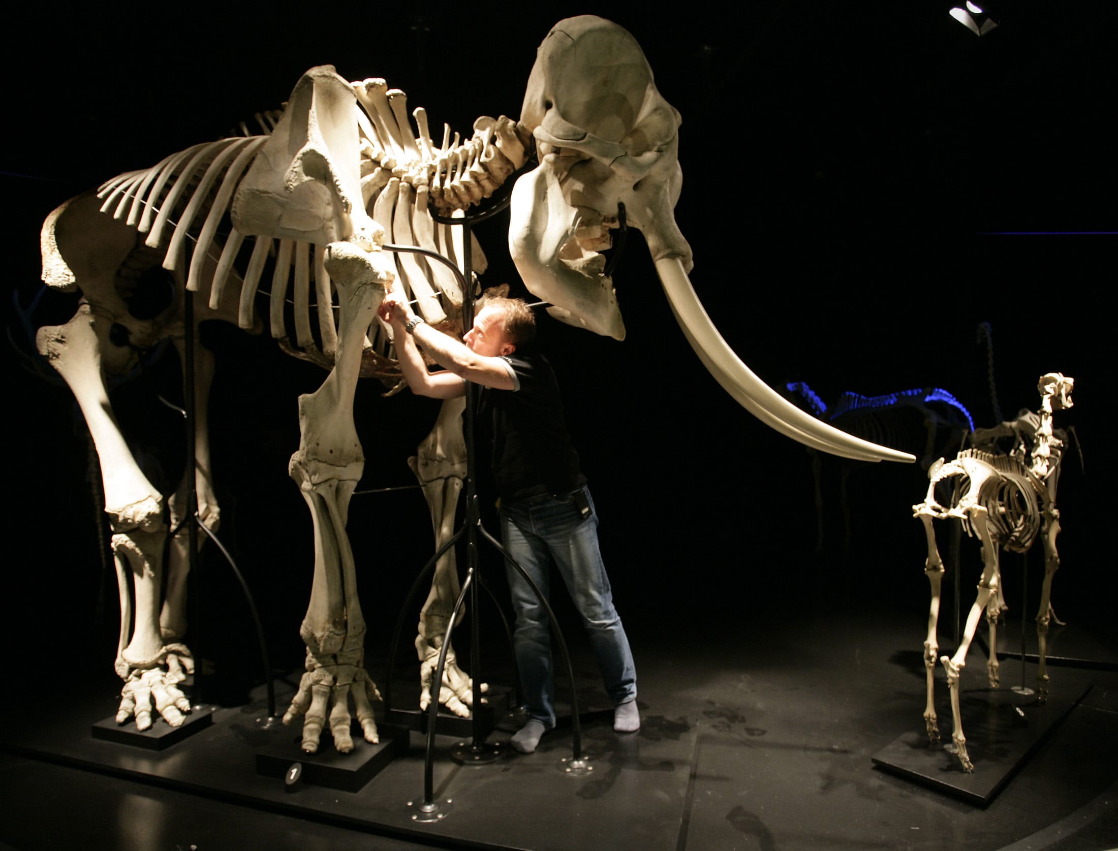  A member of staff of the Natural History Museum in Berne, Switzerland, checks the skeleton of an elephant on show at the museum