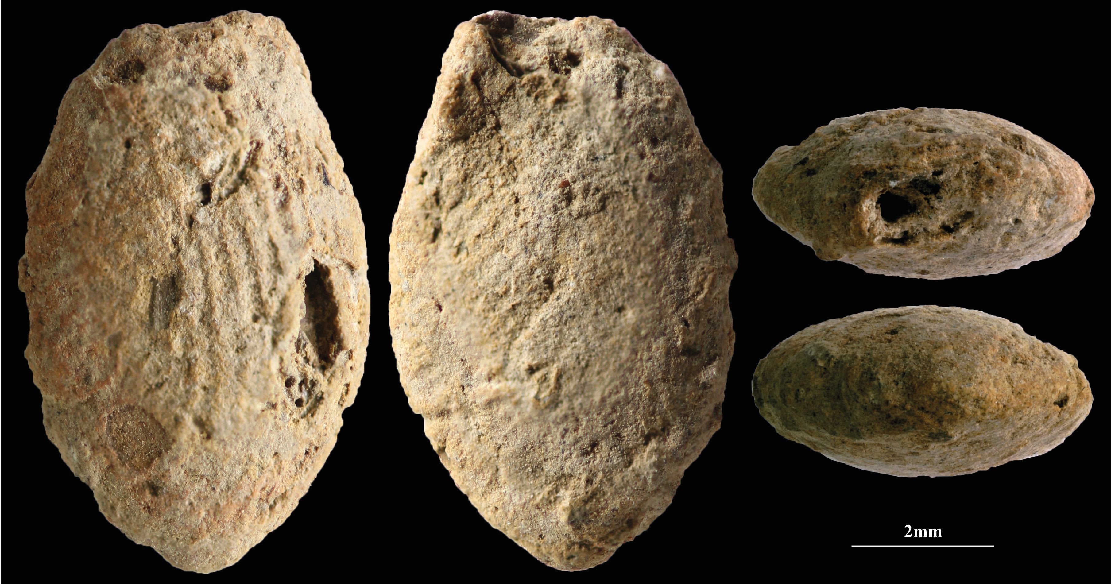 A butterfly clay bead from the Final Natufian period in Eynan-Mallaha, Hula Valley, colored red with ochre and marked with the fingerprints of an approximately 10-year-old child, March 18, 2026. (photo credit: LAURENT DAVIN)