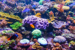  Coral Reef.