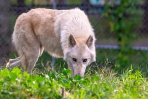  Wolf