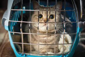  An illustrative image of a cat in a carrier.