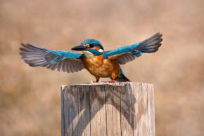 One of the photos of birds exhibited at the Herzog Medical Center.