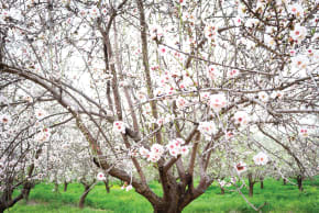 THE ALMOND TREE has been watching over the Land of Israel for longer than we can fathom.