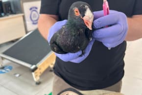 English Barb pigeon is seen receiving treatment after being smuggled from Jordan into Israel on Februray 10, 2026. (photo credit: AGRICULTURE MINISTRY)