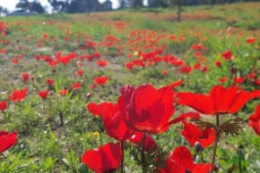 Red anemones from Shokeda Forest.