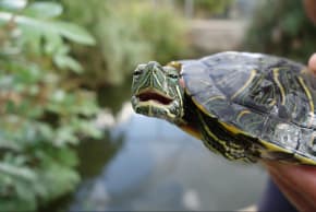 Red-eared slider - pond turtle.
