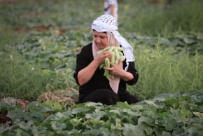 Palestinian farmers picking cucumbers in the plains of the town of Beit Furik, east of the city of Nablus in the West Bank. on June 26, 2022.