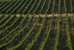 Tura Winery