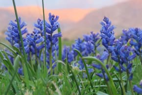 Lupines in Hemdat.