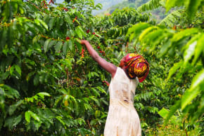 Harvesting coffee cherries that contain the coffee beans used to make coffee.