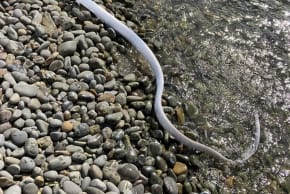 Oarfish, also called 'Doomsday fish'.