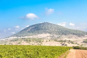 Netofa Winery