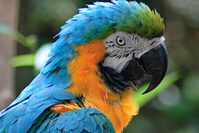 A parrot. Illustration. 