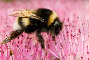 Bumblebee.