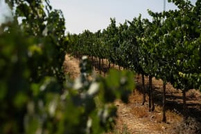 Teperberg Winery