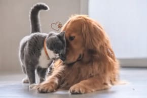How do our pets help us cope with the situation?