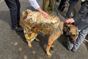 A dog is seen wearing a canine shock blanket after being rescued from the Ayalon River on Sunday March 22, 2026 by Israel's Fire and Rescue Authority.