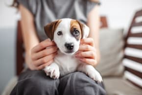 Studies show that simple petting of a dog or a cat affects stress hormones and returns the body to a calmer state