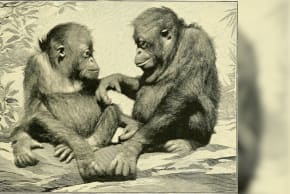 Image from Apes and monkeys, Their life and language; illustrative.