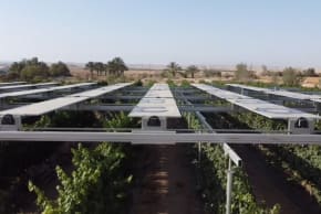 Agrilight – a start-up project in the  DeserTech’s agriculture sector, demonstrating that it’s possible to  grow crops under a photovoltaic installation. 