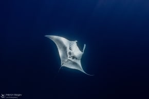 Manta ray spotted in Eilat Bay, April 21, 2026.
