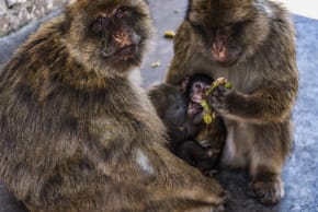 MACAQUES HOLD food while an infant sits between them at the Rock in the British overseas territory of Gibraltar, July 27, 2019.