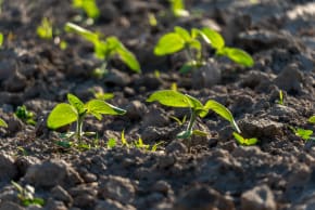 Newly sprouted plants stand out in the soil, reaching for light, as the sun shines down in a garden setting during the spring season.