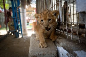 A recently born lion cub plays in the cage at a zoo, in Rafah, in the southern Gaza Strip on September 8, 2019.