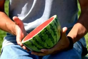 Puma watermelon