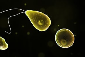 Naegleria fowleri