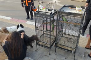 Dogs and parrots rescued from a fire in Hadera, October 12, 2026.