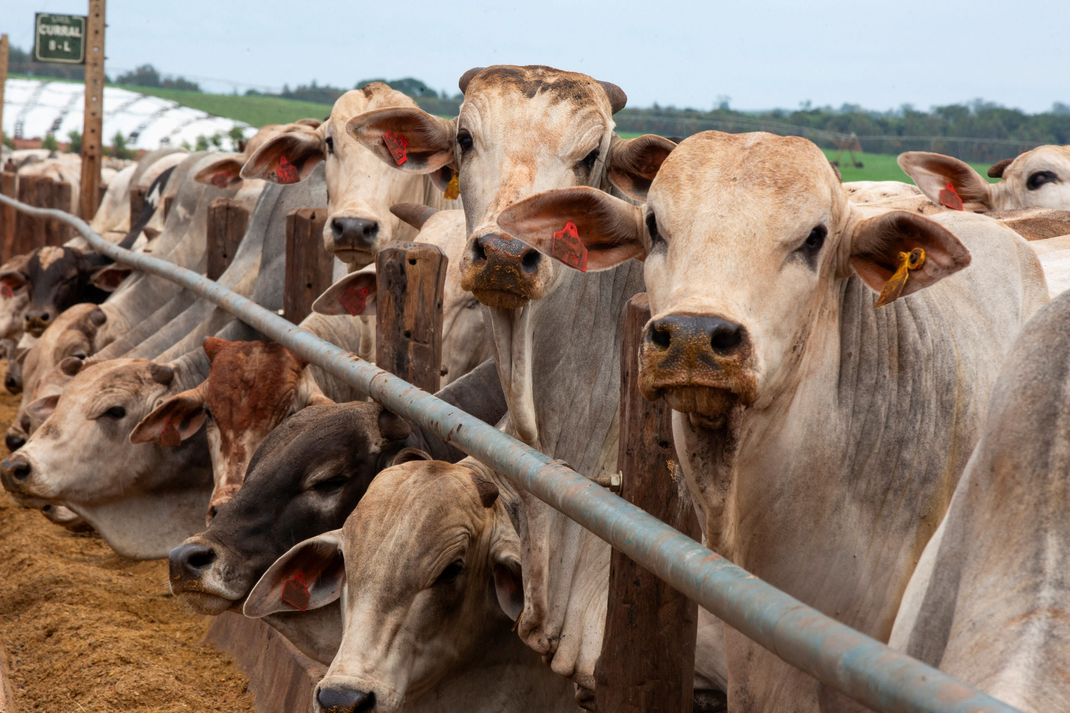  Cattle stand on a feedlot at CMA Farm in Barretos, Sao Paulo state, Brazil, December 17, 2025. (photo credit: REUTERS/Joel Silva/File Photo)