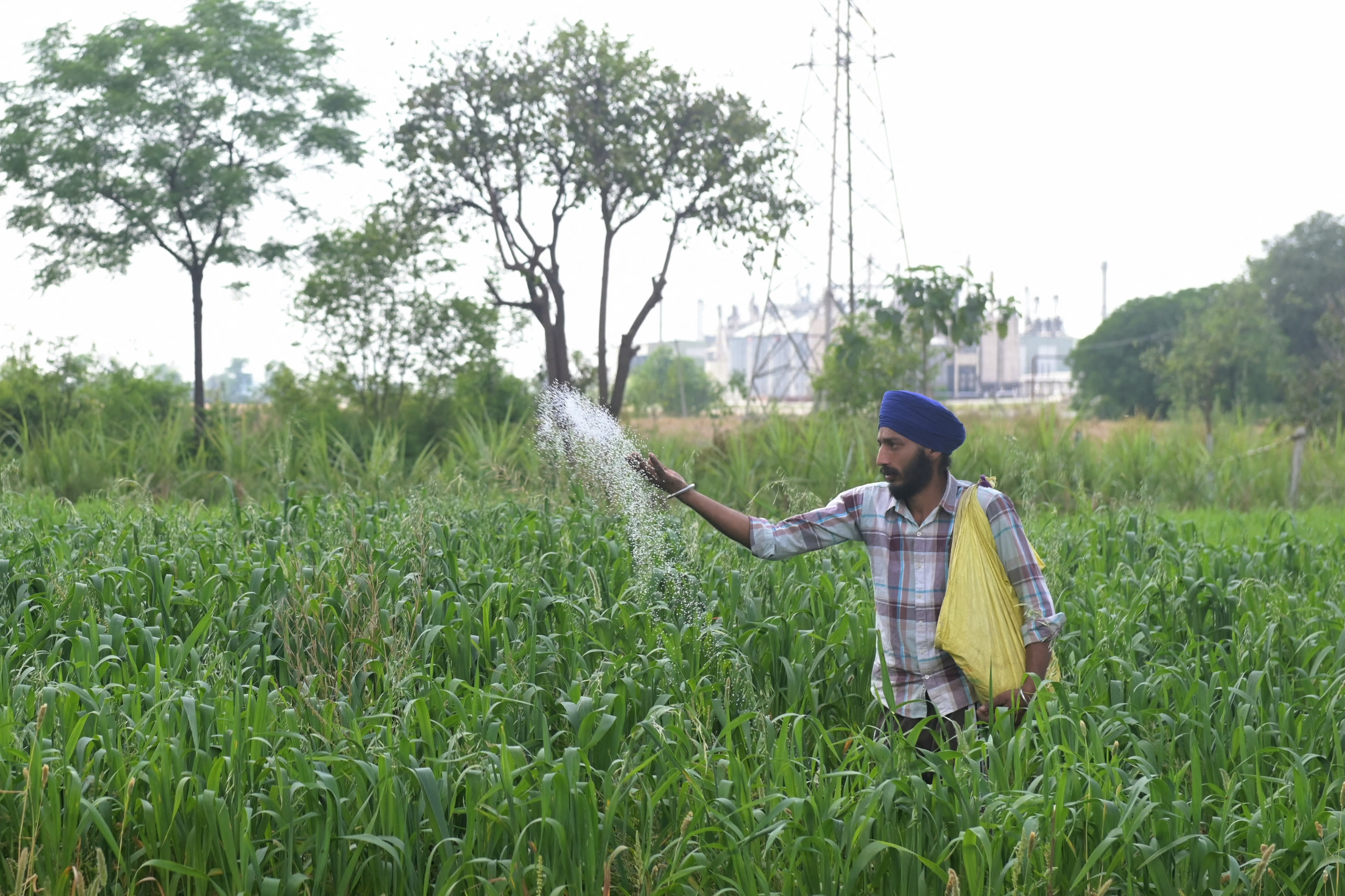 A farmer sprinkles fertiliser on crops in a field on the outskirts of Amritsar on April 9, 2026.  (photo credit: Narinder NANU / AFP via Getty Images)