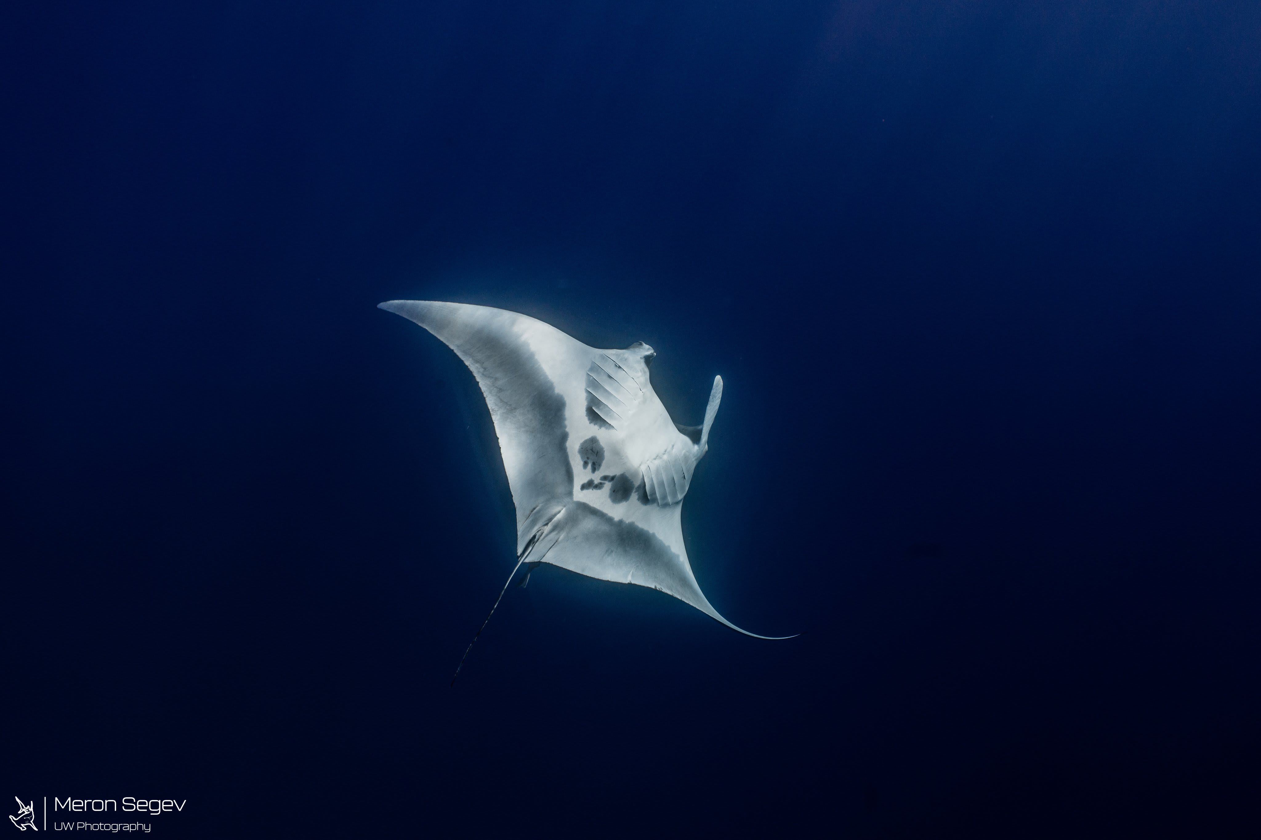 Manta ray spotted in Eilat Bay, April 21, 2026. (photo credit: Meron Segev/ Israel Nature and Parks Authority)