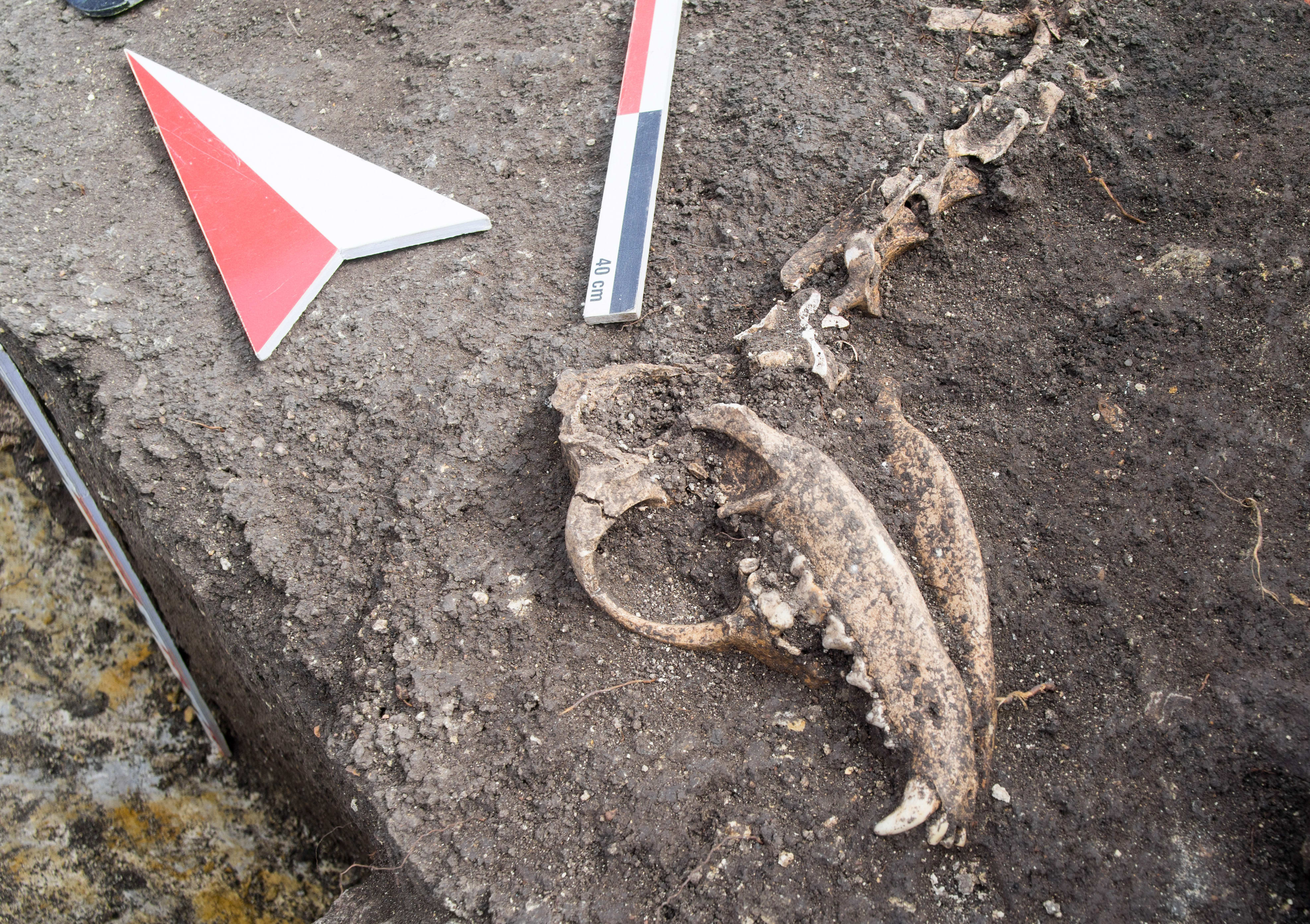 Dog skull found during an archaeological excavation. (photo credit: Stoyan G. Ivanov via Shutterstock)