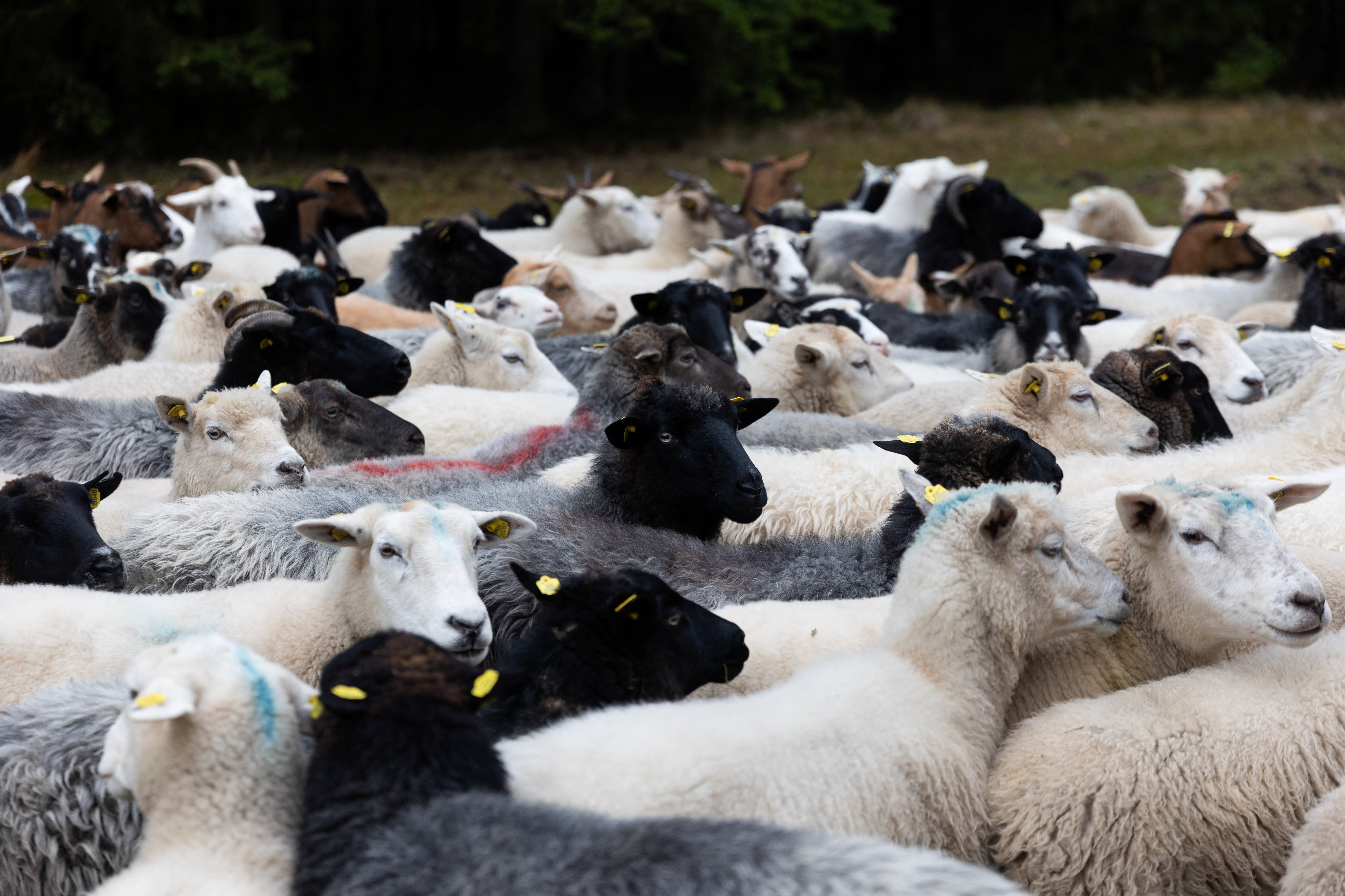 Ancient sheep virus traced through DNA preserved in medieval manuscripts
