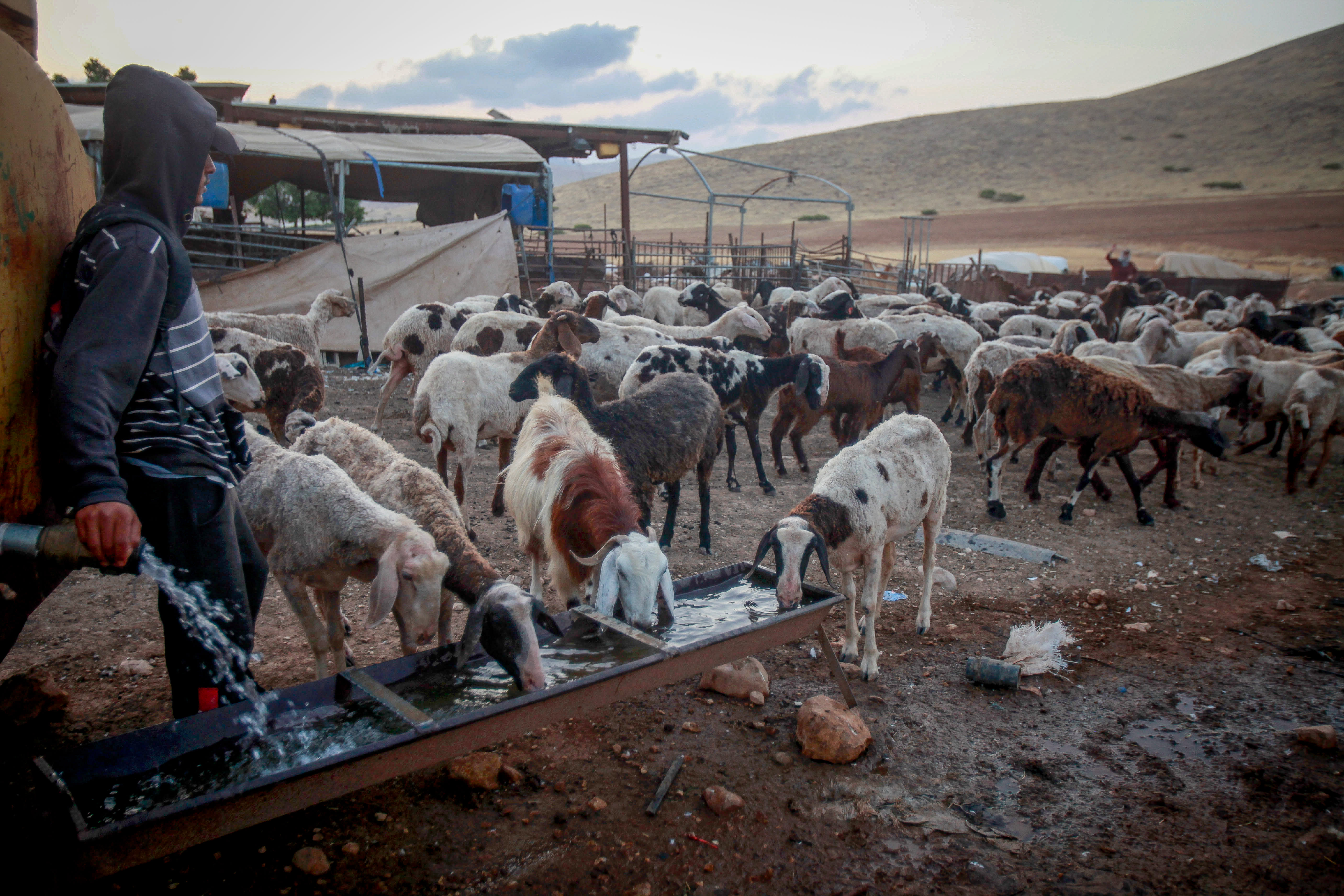 A Palestinian man seen with his sheep in a Bedouin village in the northern Jordan Valley, on June 17, 2023. (photo credit: NASSER ISHTAYEH/FLASH90)
