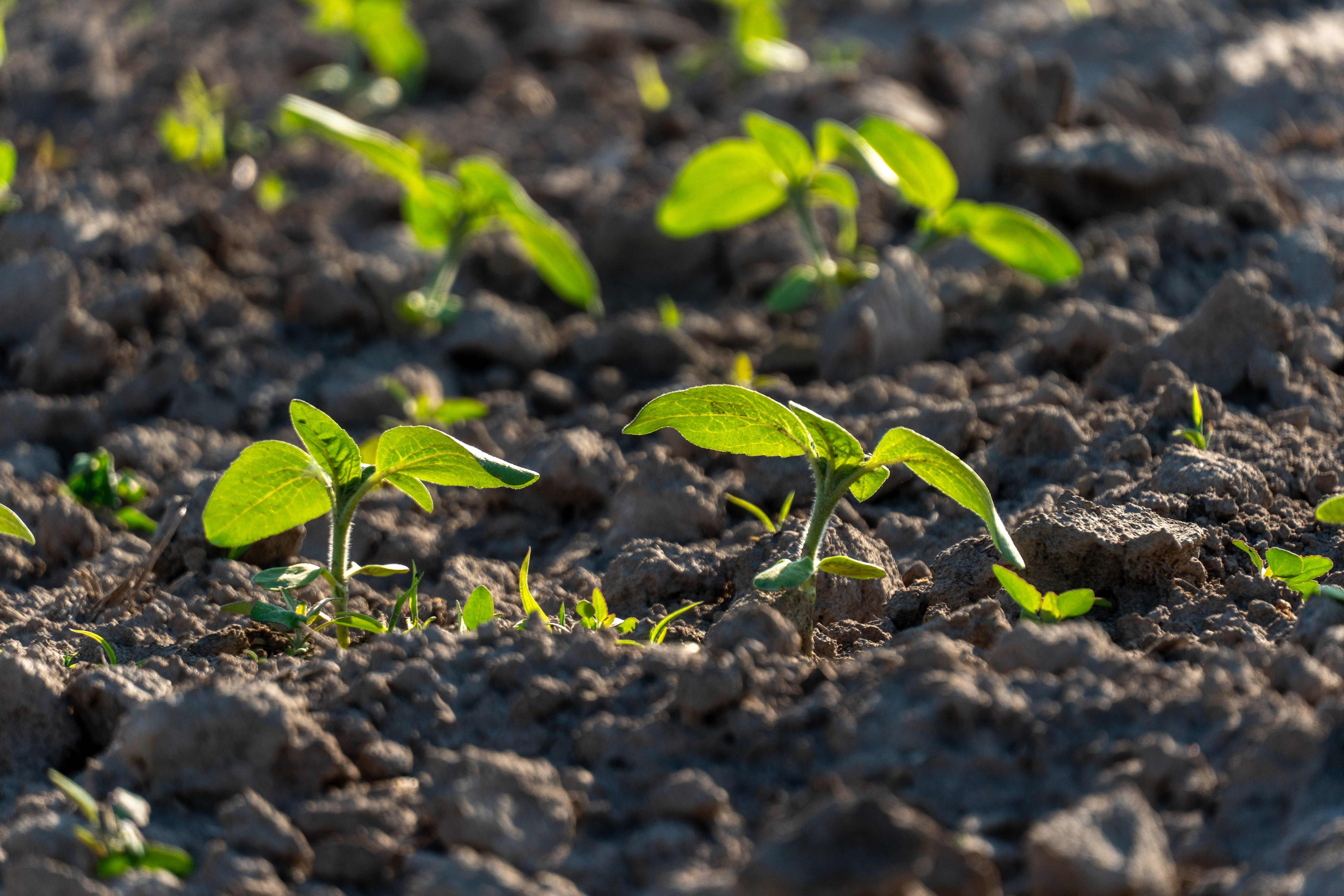 Newly sprouted plants stand out in the soil, reaching for light, as the sun shines down in a garden setting during the spring season. (photo credit: RomaMCS/Shutterstock)